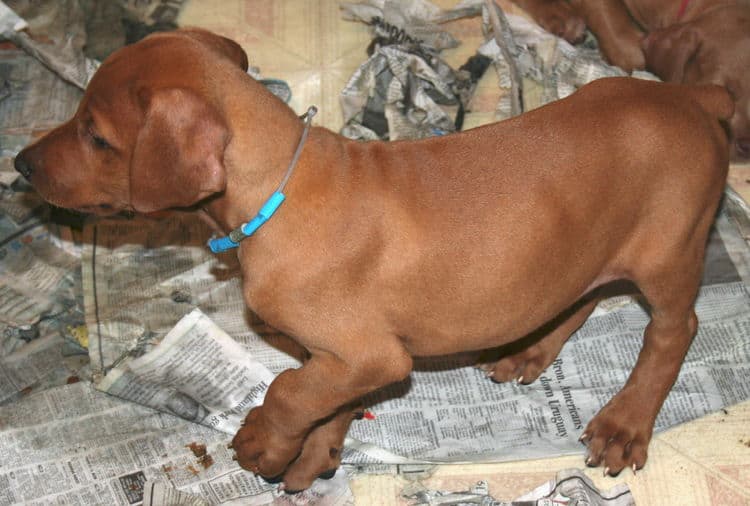 Fawn Male Puppy