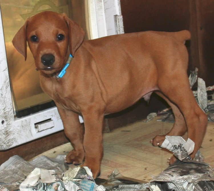 Fawn Male Puppy