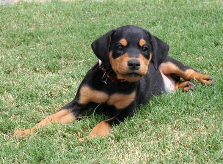 black rust female doberman puppy