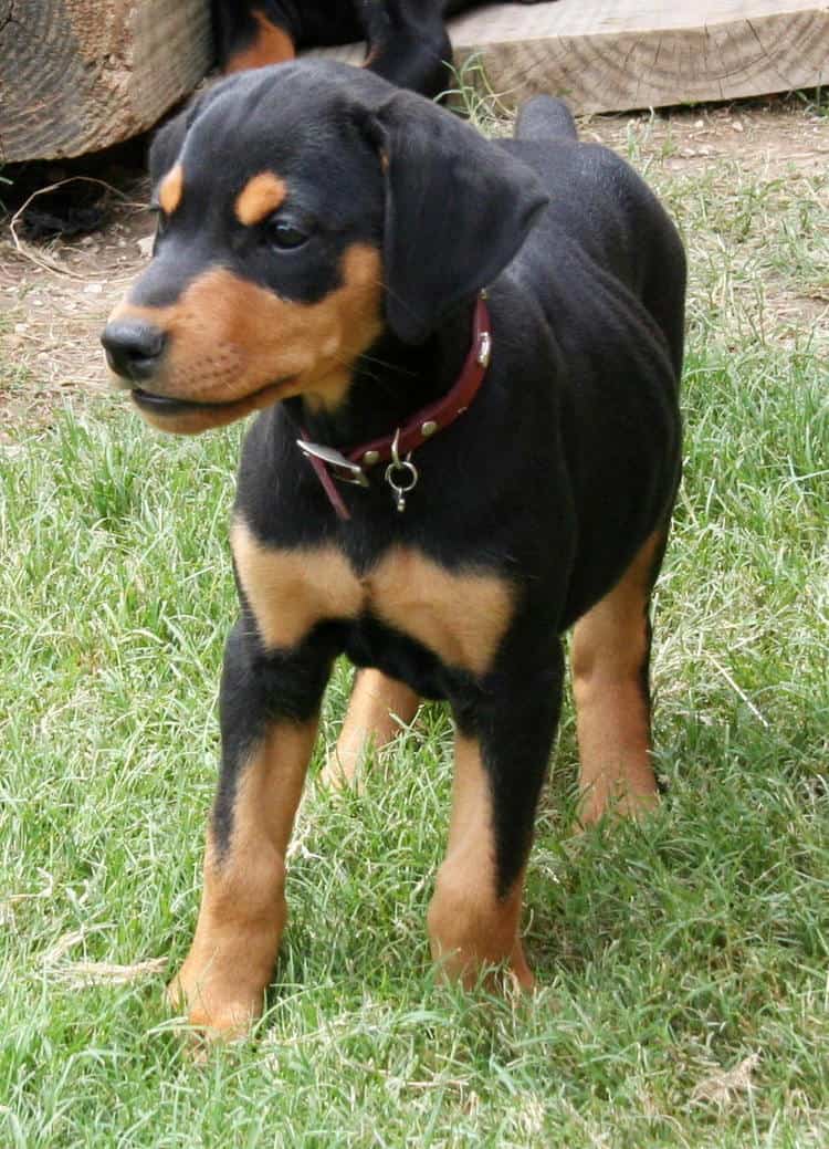 black rust female doberman puppy