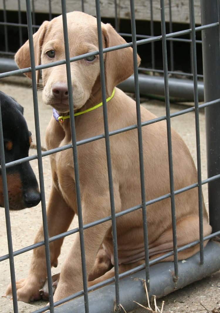 fawn/isabella female doberman puppy