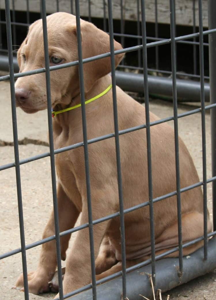 fawn/isabella female doberman puppy