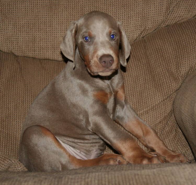 Fawn/rust Male Puppy