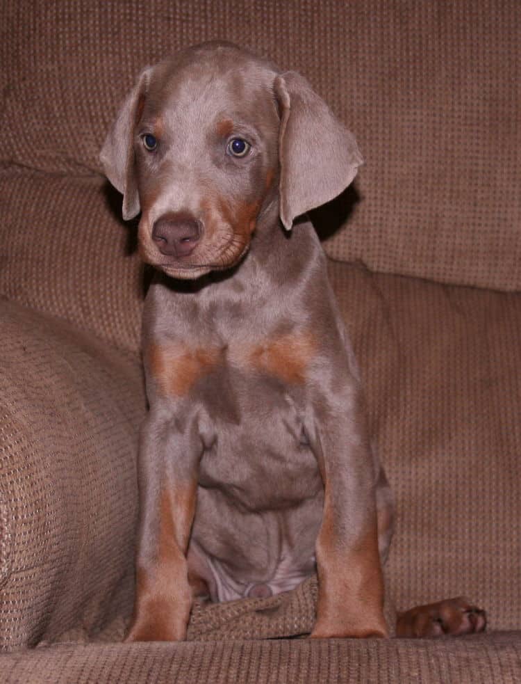 Fawn/rust Male Puppy