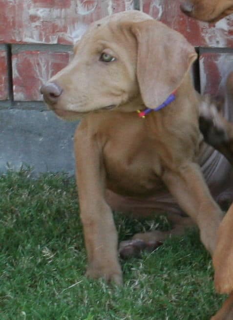 solid fawn/isabella female doberman puppy