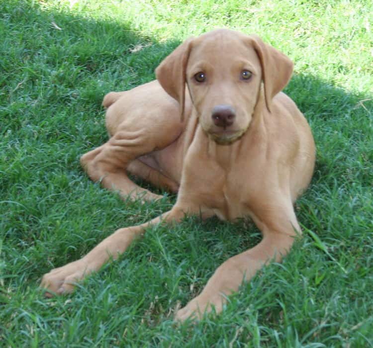 Solid shop red doberman