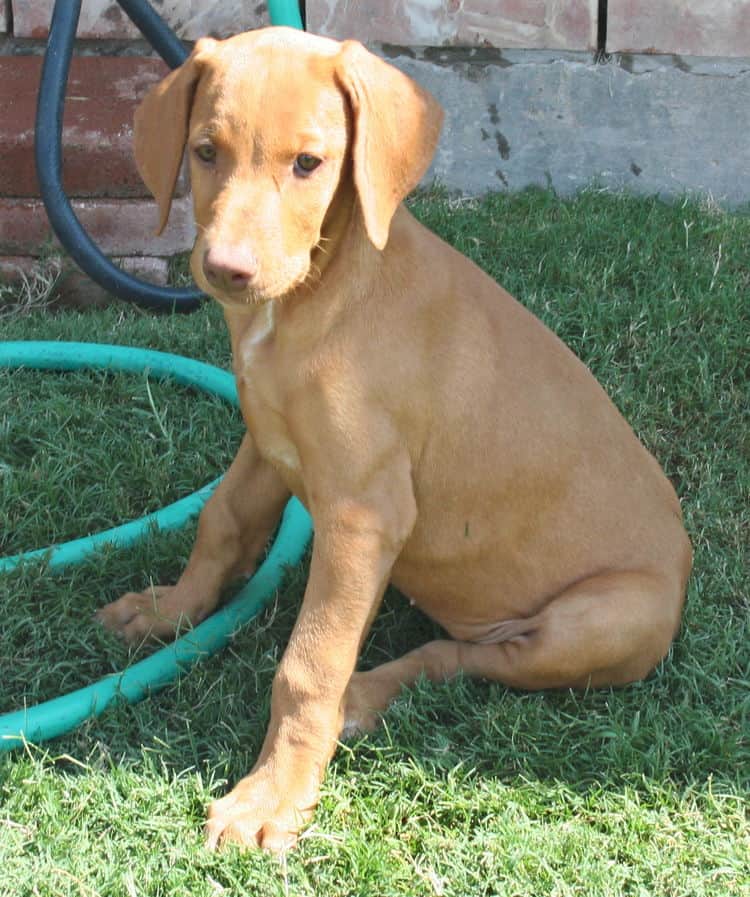 solid fawn/isabella female doberman puppy