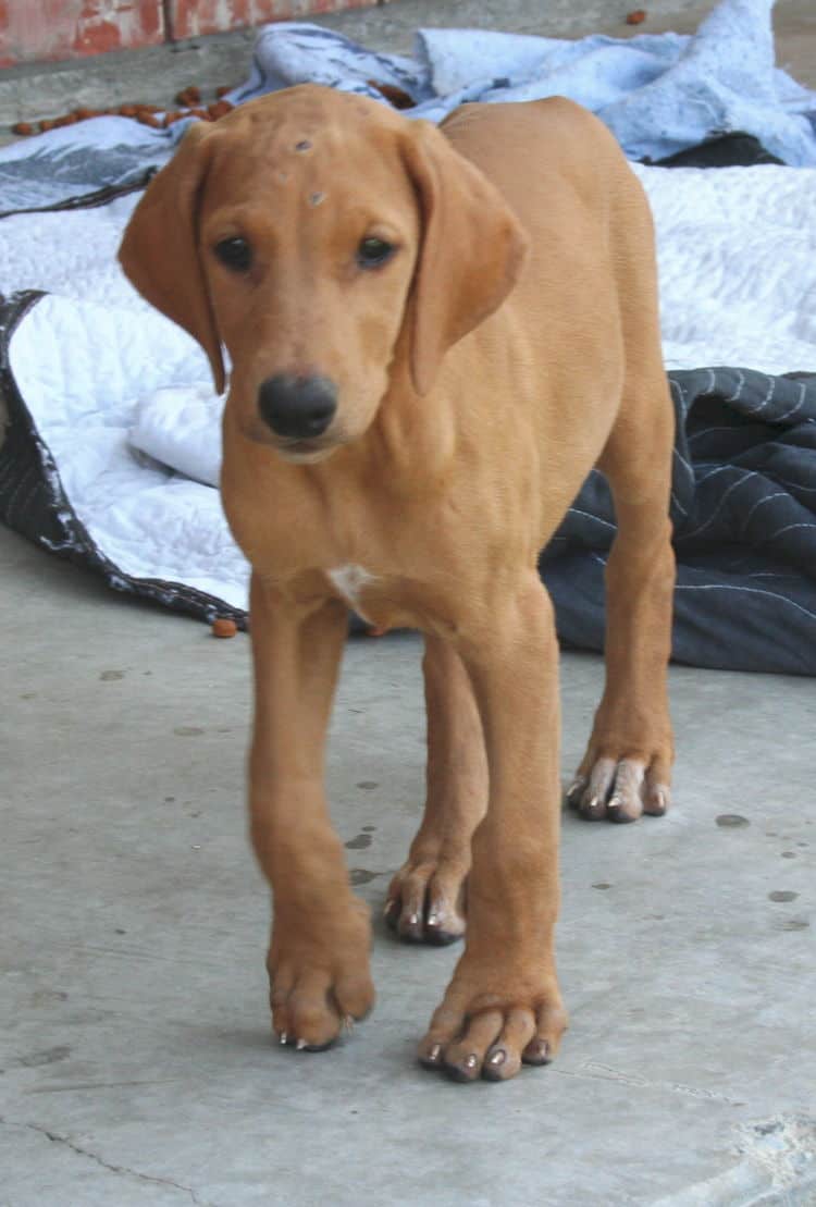 solid fawn/isabella female doberman puppy