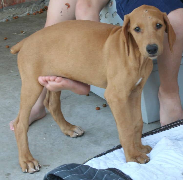 solid fawn/isabella female doberman puppy