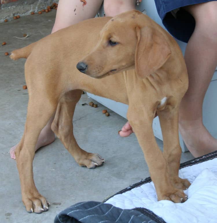 solid fawn/isabella female doberman puppy