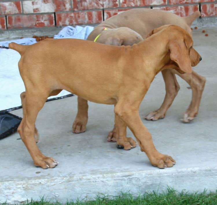 solid fawn/isabella female doberman puppy