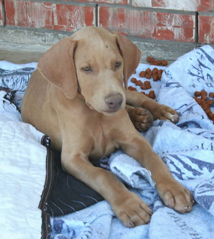 solid fawn/isabella female doberman puppy