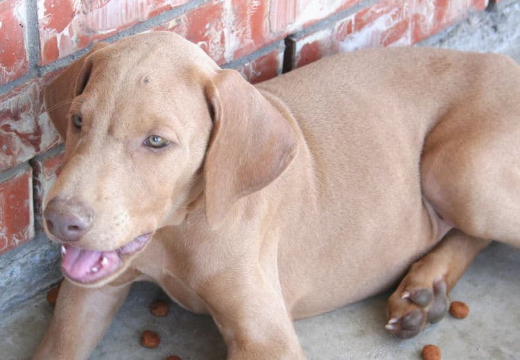 solid fawn/isabella female doberman puppy