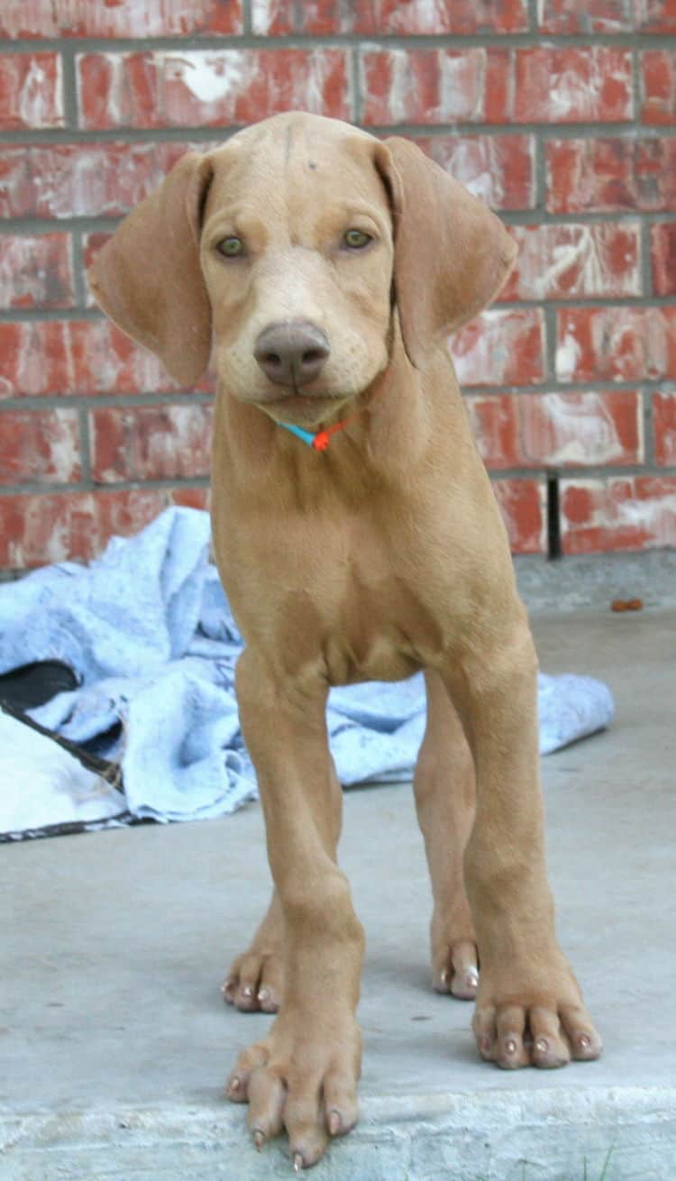 solid fawn/isabella female doberman puppy