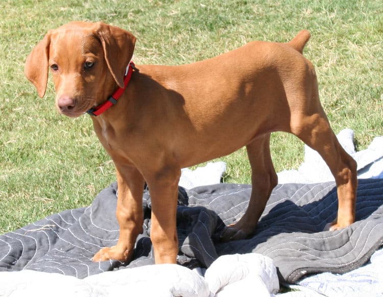 solid fawn/isabella female doberman puppy