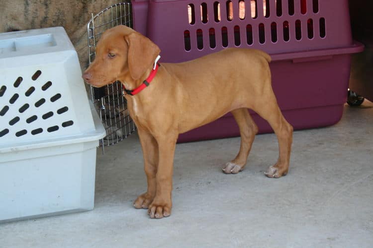 solid fawn/isabella female doberman puppy