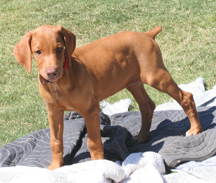 solid fawn/isabella female doberman puppy