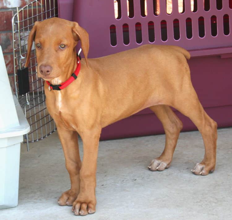 solid fawn/isabella female doberman puppy