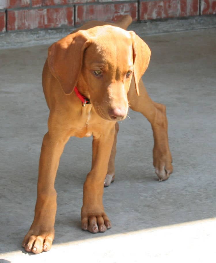 solid fawn/isabella female doberman puppy