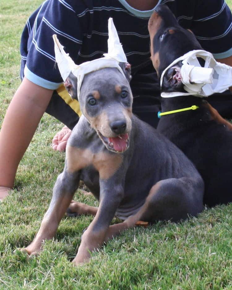 blue/rust female doberman puppy