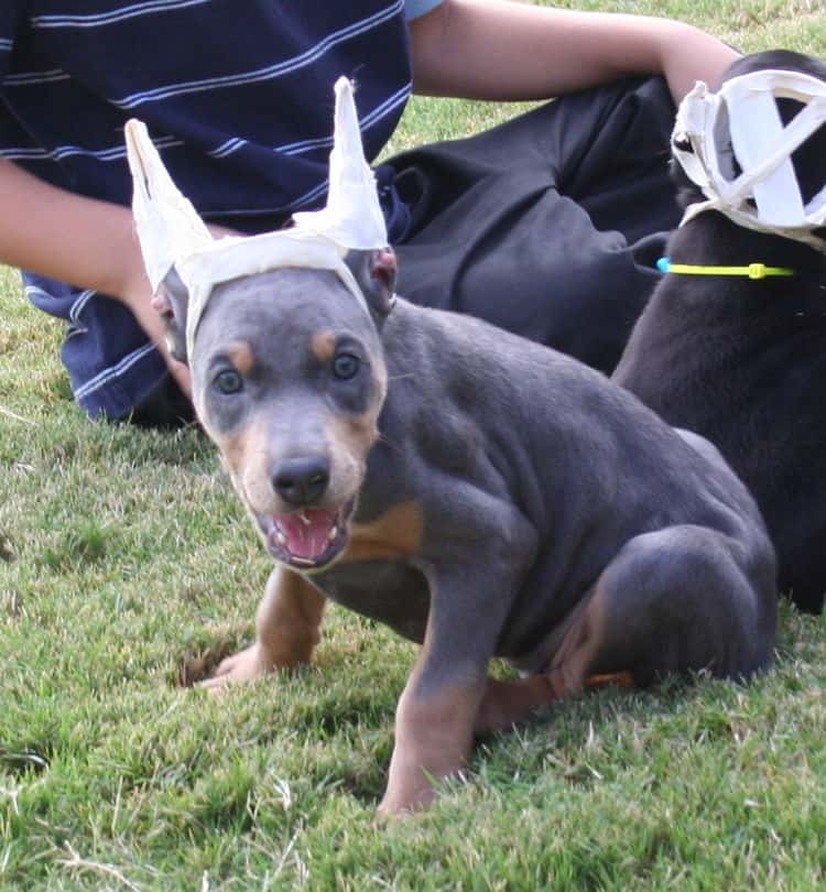 blue/rust female doberman puppy