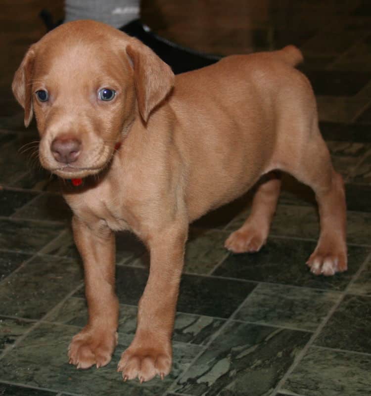 Fawn Male Puppy