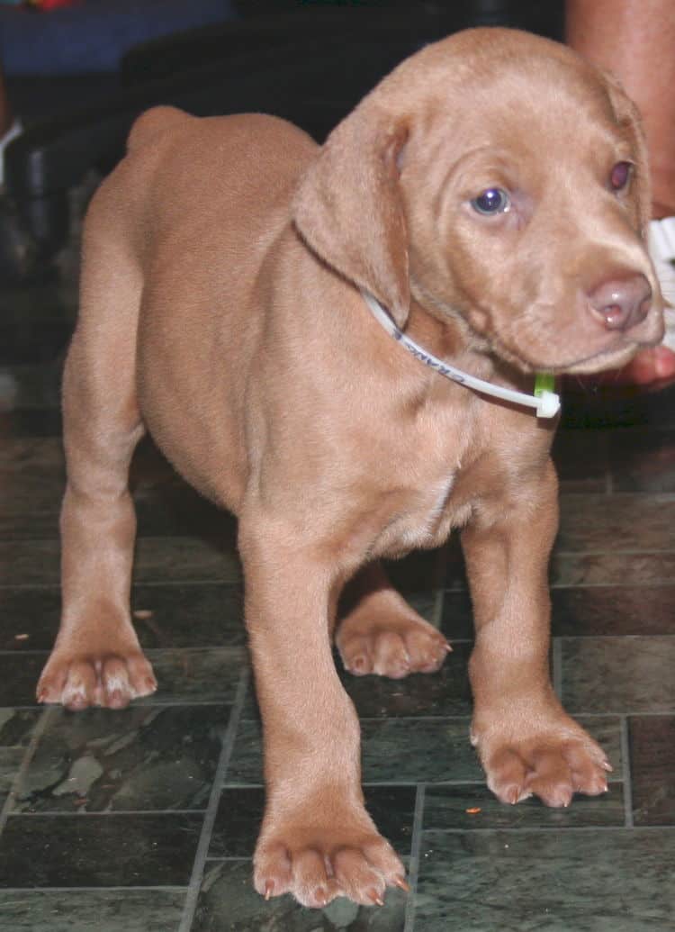 Fawn Male Puppy