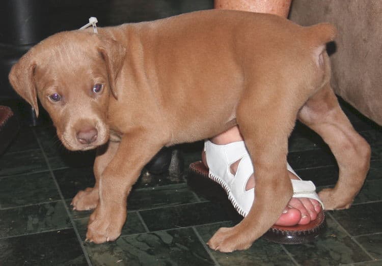 Fawn Male Puppy