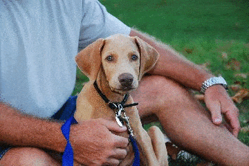 solid fawn male doberman puppy