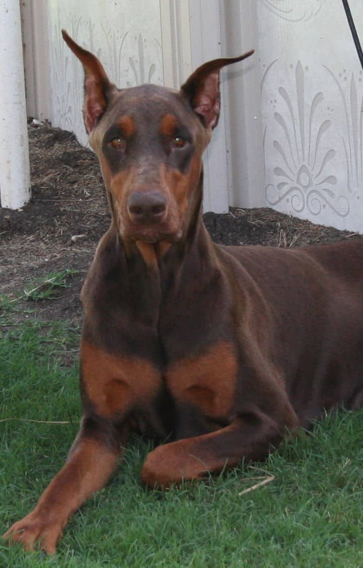 red rust female doberman