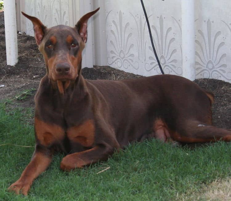 red rust female doberman