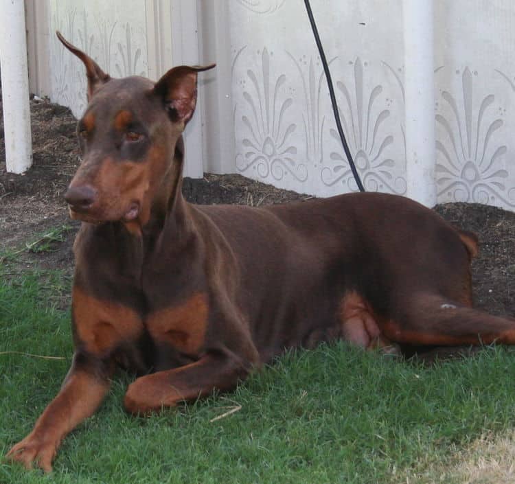 red rust female doberman