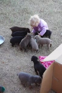 doberman puppies