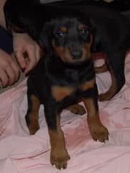 doberman puppies