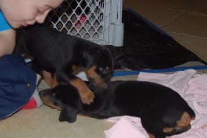 doberman puppies