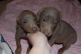 doberman puppies