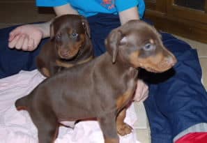 doberman puppies