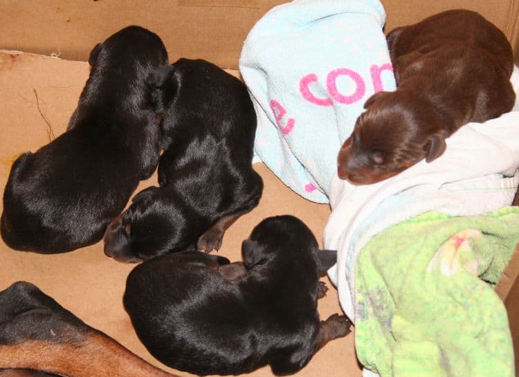 doberman puppies just days old