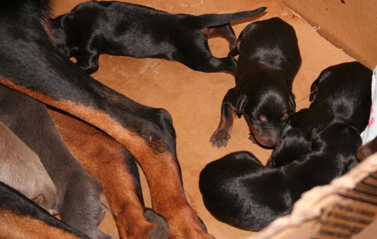 doberman puppies just days old