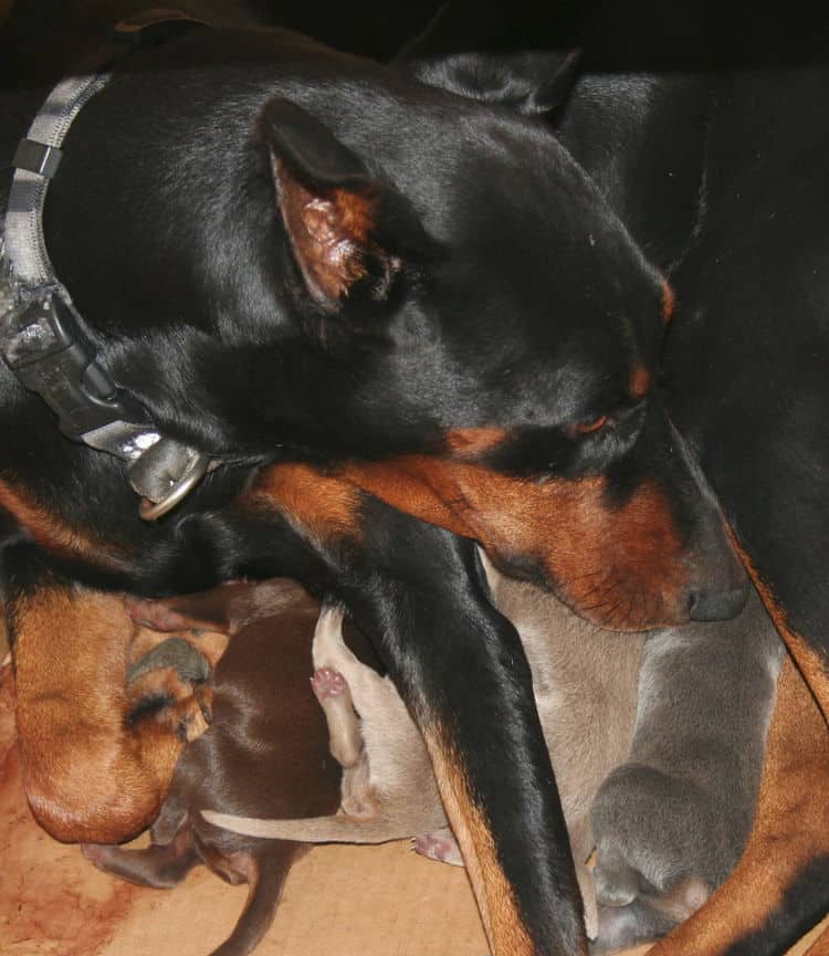 doberman puppies just days old