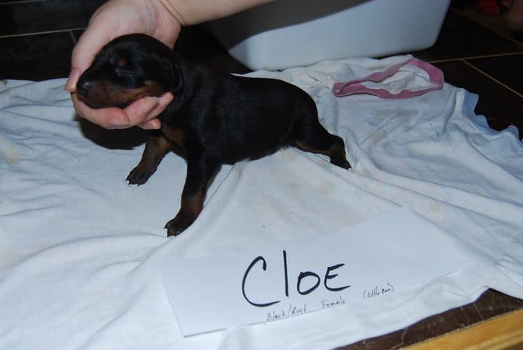 Black female dobe pup