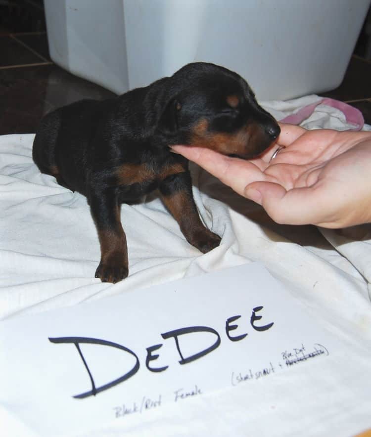 Black female dobe pup