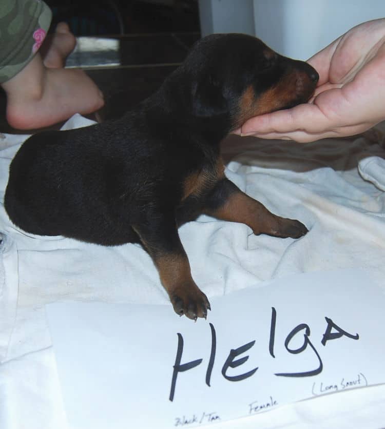 Black female dobe pup