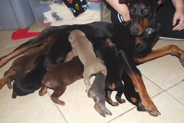 dobie pups