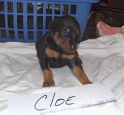 dobie pups