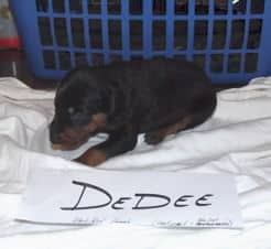 dobie pups