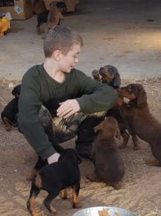 doberman pinscher puppies