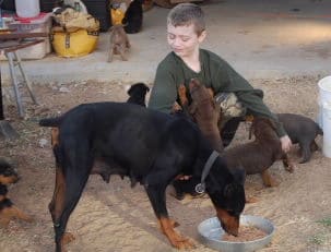 doberman pinscher puppies