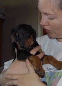 doberman pinscher puppies