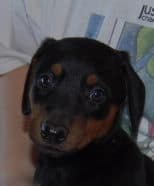 doberman pinscher puppies